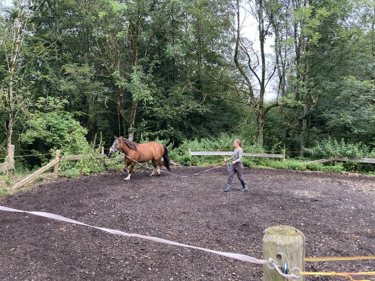 Freiberger Ruin 8 Jaar 155 cm Bruin in Sulzberg