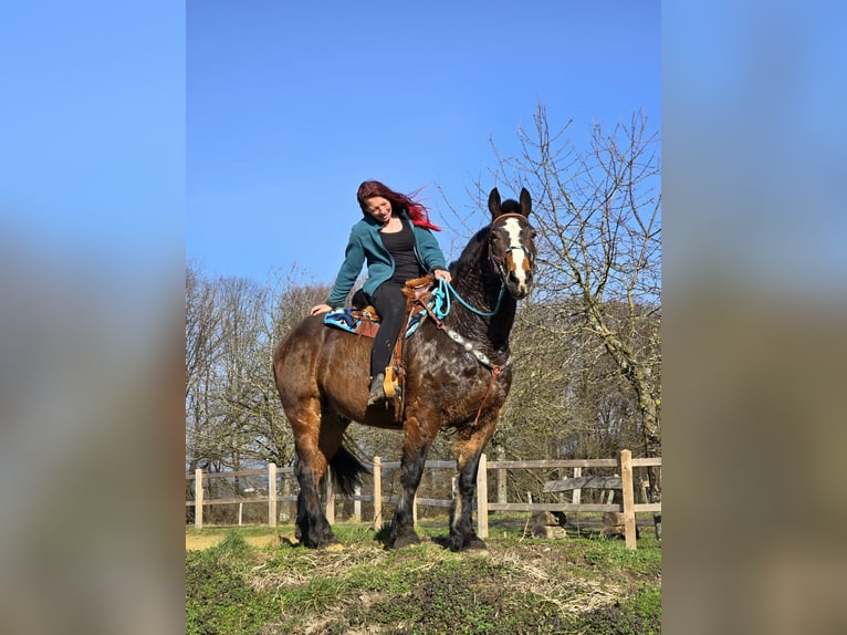 Freiberger Mix Ruin 9 Jaar 157 cm Bruin in Linkenbach