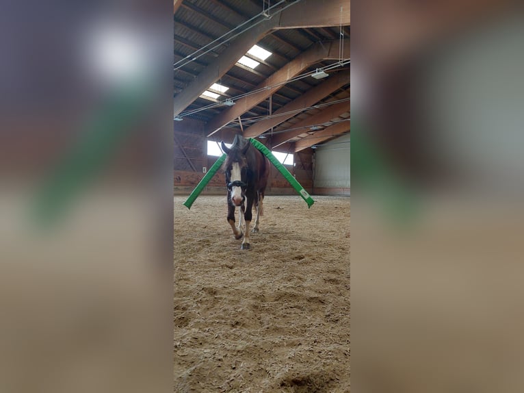 Freiberger Ruin 9 Jaar 158 cm Donkere-vos in Lenk im Simmental