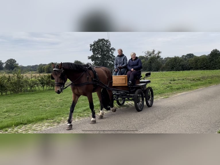 Freiberger Ruin 9 Jaar 160 cm Bruin in Ambt Delden