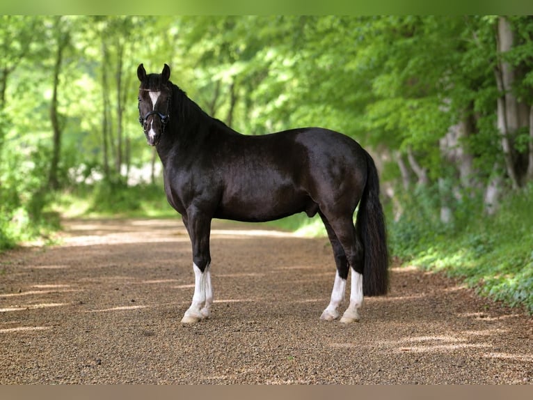 Freiberger Ruin 9 Jaar 160 cm Zwart in Gönnebek