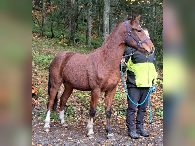 Freiberger Semental 1 año 157 cm Castaño claro in Kronach