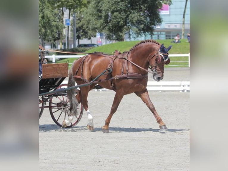 Freiberger Semental 1 año 160 cm Alazán in Tannheim