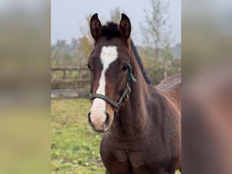 Freiberger Semental 1 año 160 cm Castaño in Zuidwolde