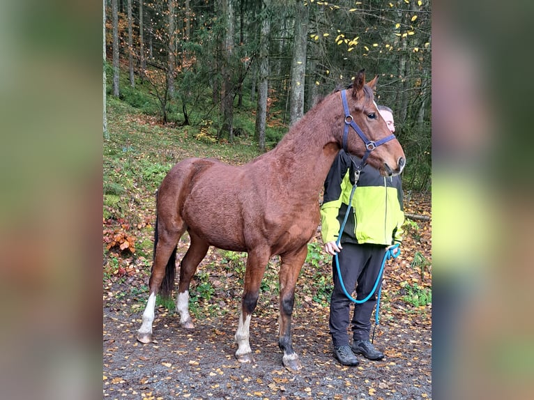 Freiberger Semental 2 años 159 cm Castaño in Gräfenberg
