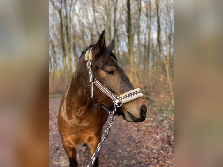 Freiberger Semental 6 años 162 cm Castaño in Inzlingen