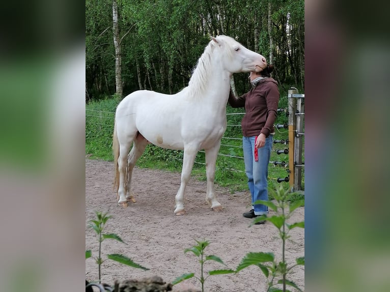 Freiberger Mestizo Semental 8 años 145 cm White/Blanco in Rostock