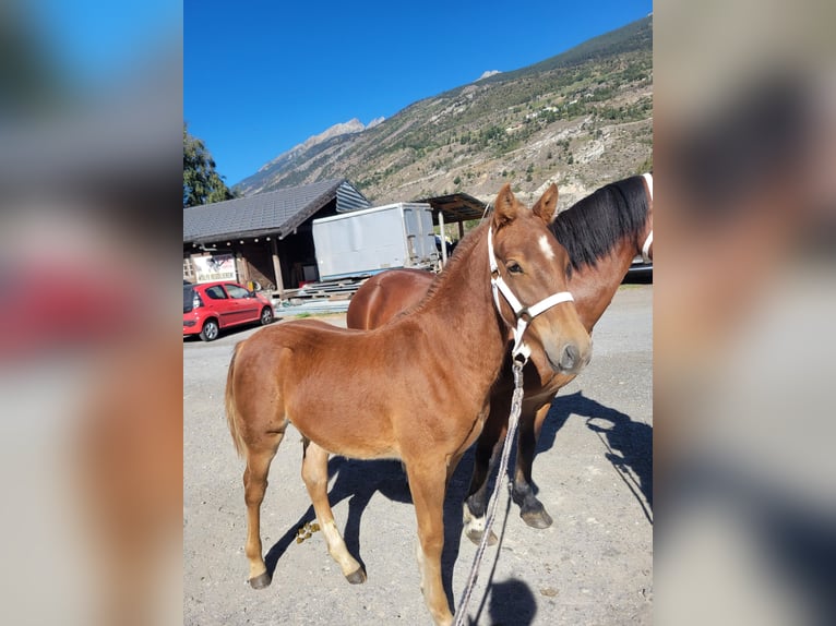 Freiberger Semental Potro (03/2026) 153 cm Alazán-tostado in Agarn