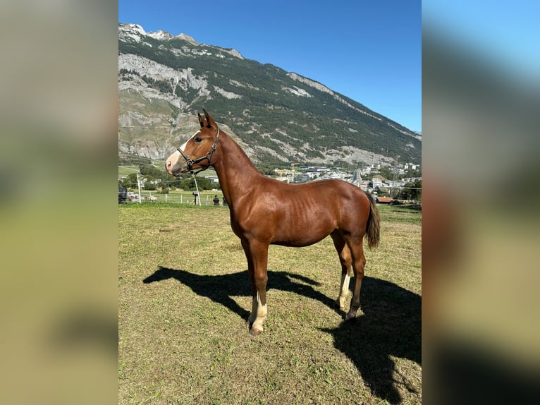 Freiberger Semental Potro (04/2026) 153 cm Castaño in Chur