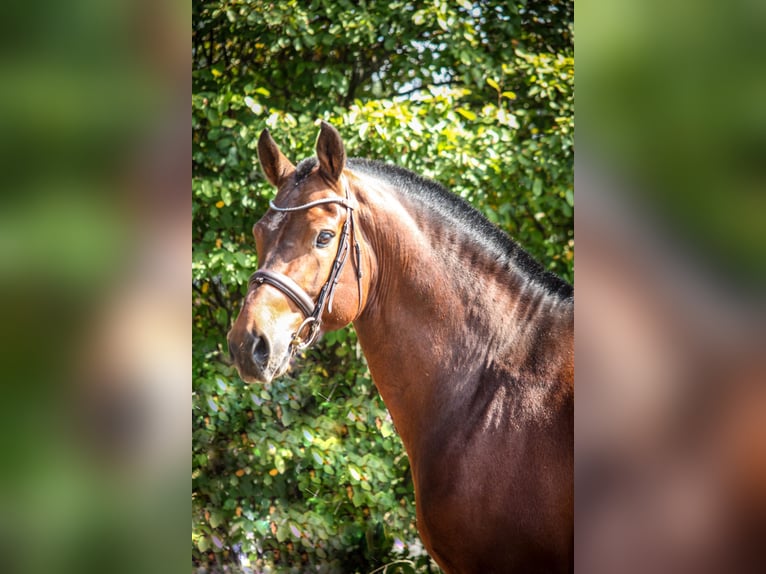 Freiberger Stallion 12 years 15.2 hh Bay in Weerselo