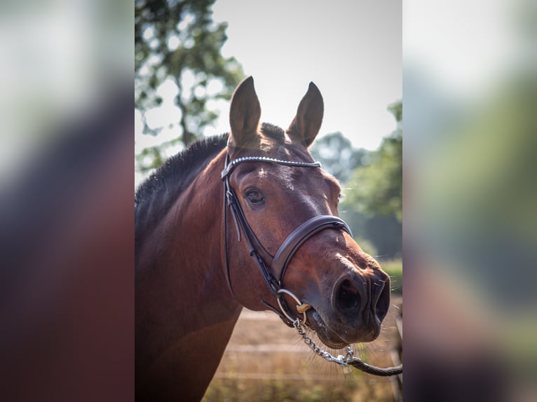 Freiberger Stallion 12 years 15.2 hh Bay in Weerselo