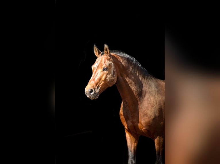 Freiberger Stallion 12 years 15.2 hh Bay in Weerselo
