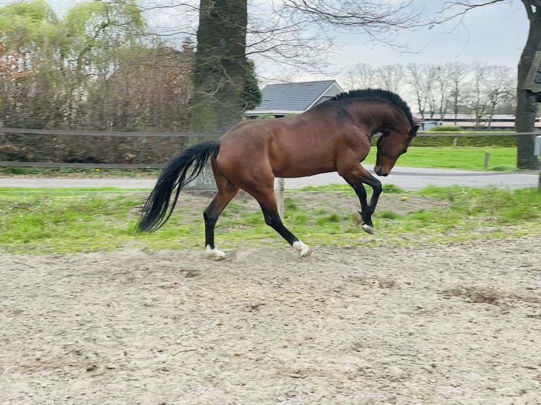 Freiberger Stallion 12 years 15.2 hh Bay in Weerselo