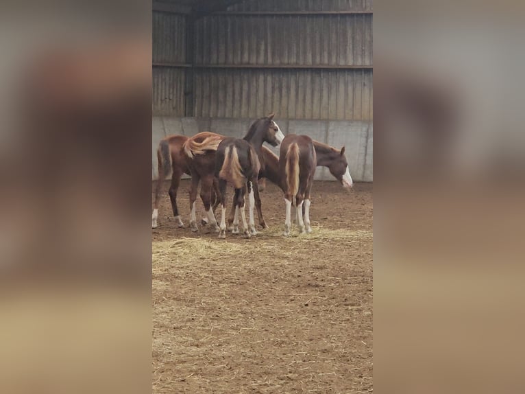 Freiberger Stallion 1 year 15.1 hh Chestnut in Olst