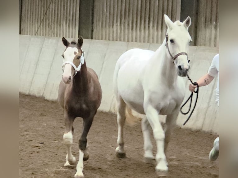 Freiberger Stallion 1 year 15.1 hh Chestnut in Olst