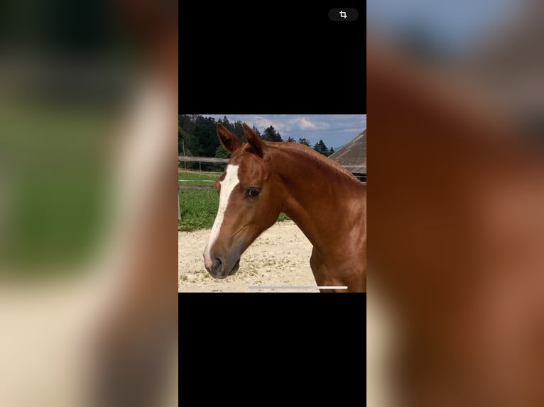 Freiberger Stallion 1 year 15,1 hh Chestnut-Red in Vilshofen