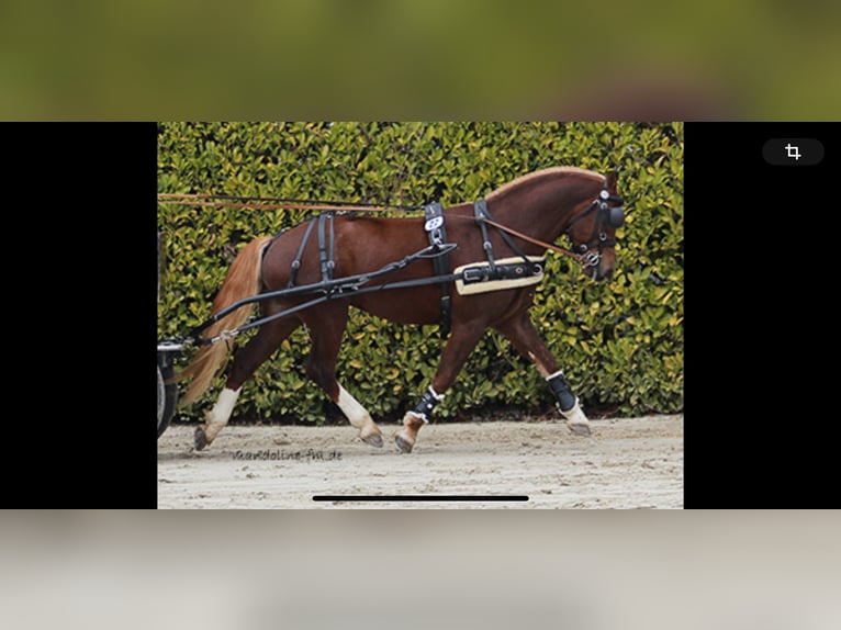 Freiberger Stallion 1 year 15,1 hh Chestnut-Red in Vilshofen