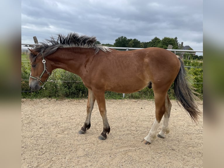 Freiberger Stallion 1 year 15.2 hh Brown in Glückstadt