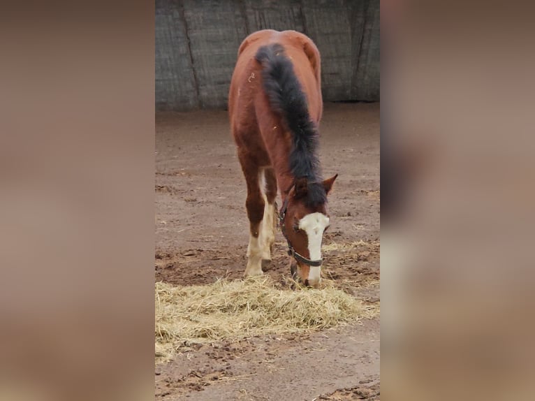 Freiberger Stallion 1 year 15.2 hh Brown in Olst