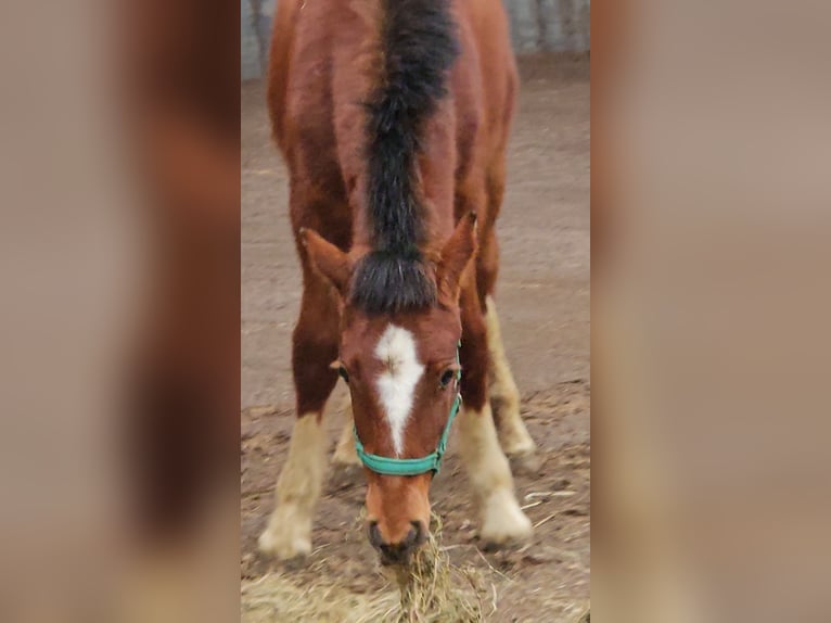 Freiberger Stallion 1 year 15.2 hh Brown in Olst