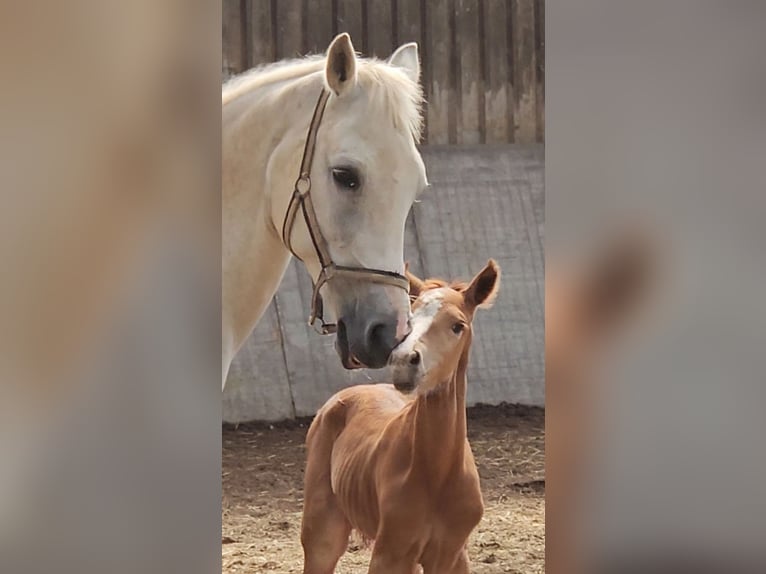 Freiberger Stallion 1 year 15,2 hh Chestnut-Red in Olst