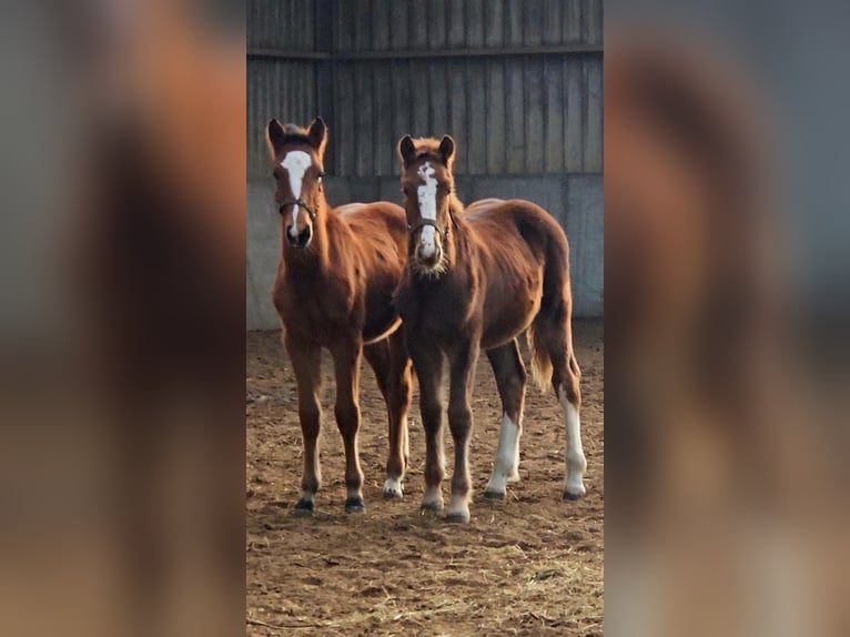 Freiberger Stallion 1 year 15,2 hh Chestnut-Red in Olst