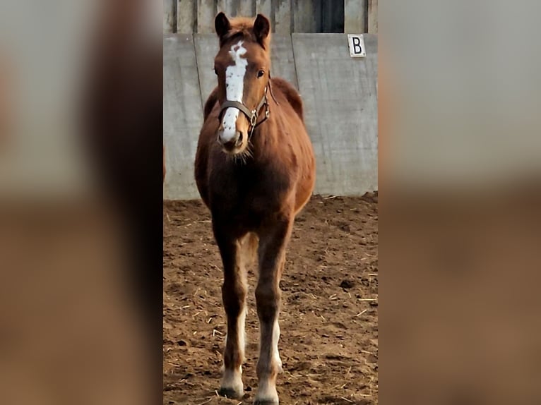 Freiberger Stallion 1 year 15,2 hh Chestnut-Red in Olst