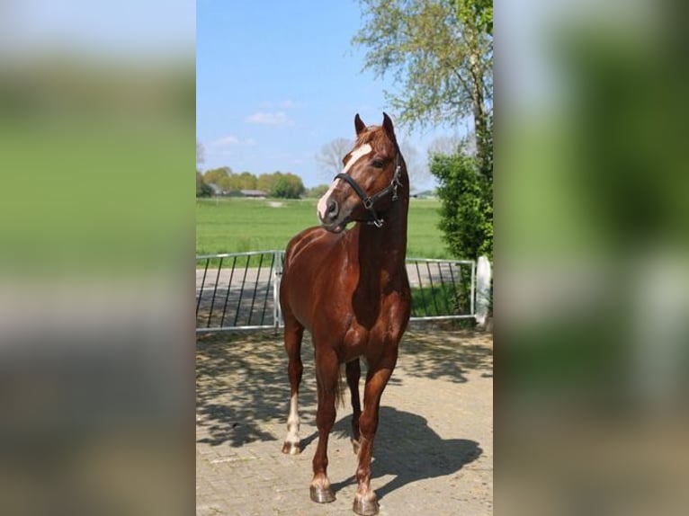 Freiberger Stallion 1 year 15,2 hh Chestnut-Red in Olst