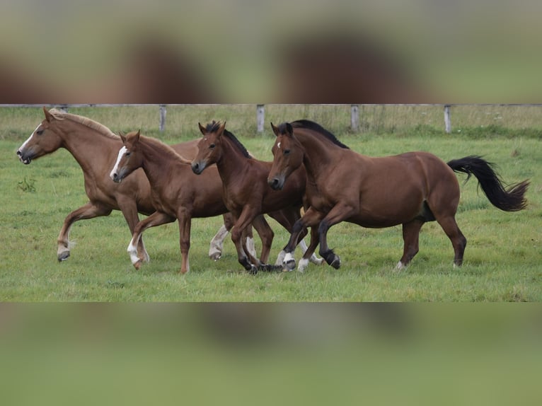 Freiberger Stallion 1 year 15,1 hh Brown in Wissen
