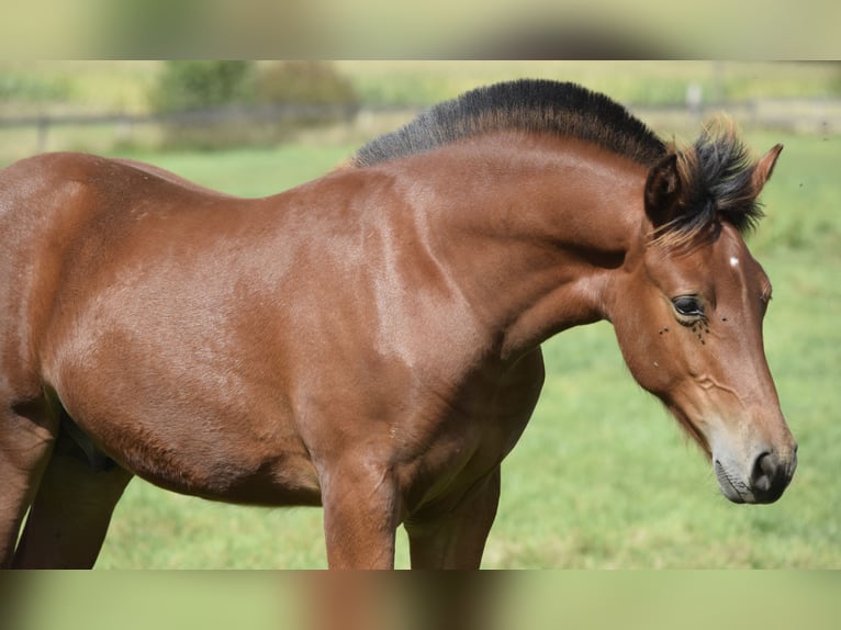 Freiberger Stallion 1 year 15,1 hh Brown in Wissen