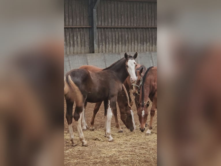 Freiberger Stallion 1 year 15,1 hh Chestnut in Olst
