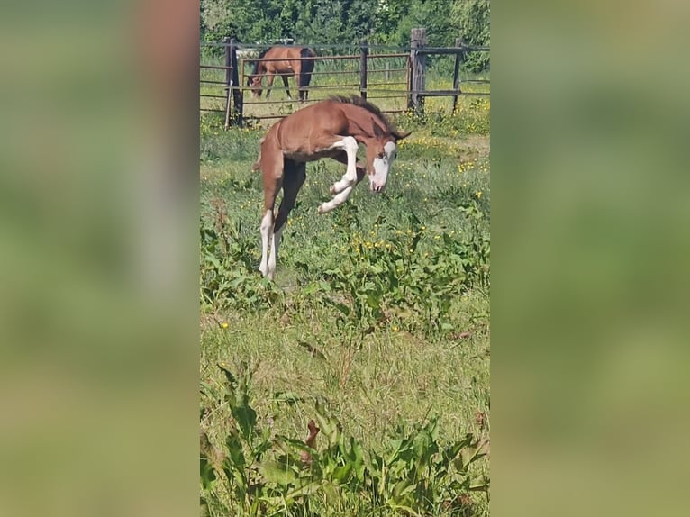 Freiberger Stallion 1 year 15,1 hh Chestnut in Olst