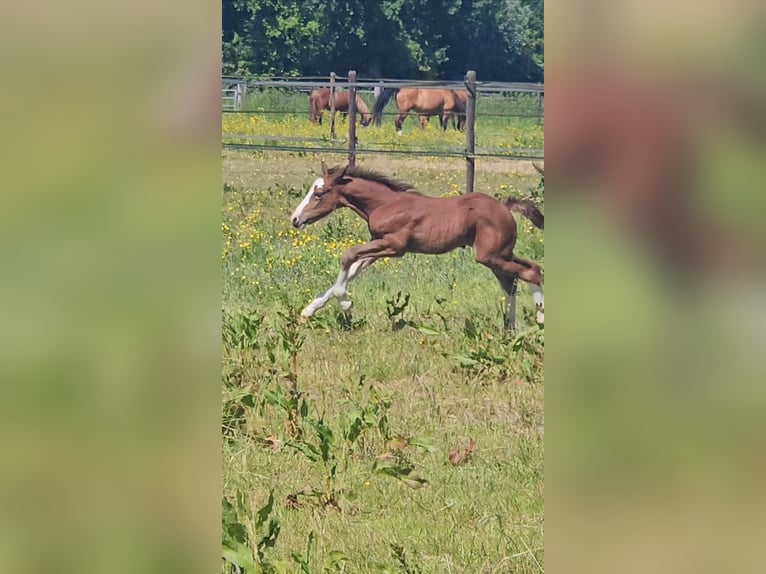 Freiberger Stallion 1 year 15,1 hh Chestnut in Olst