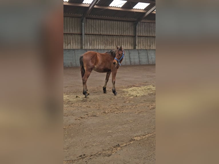 Freiberger Stallion 1 year 15,2 hh Brown in Olst