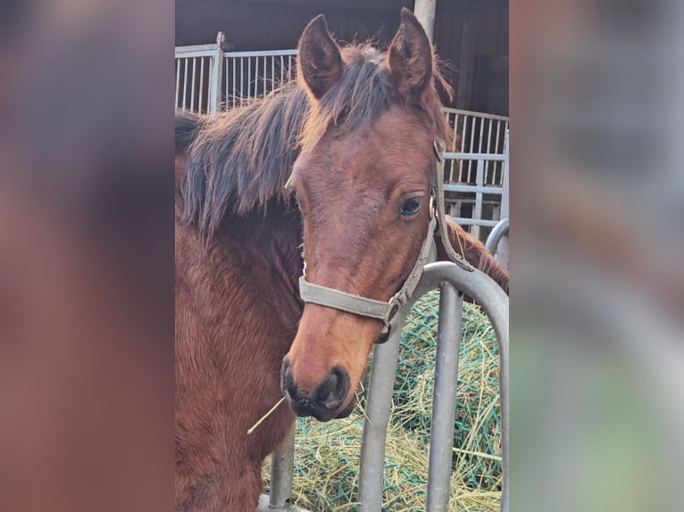 Freiberger Stallion 1 year 15,2 hh Brown in Olst