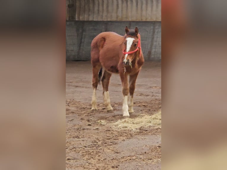 Freiberger Stallion 1 year 15,2 hh Brown in Olst
