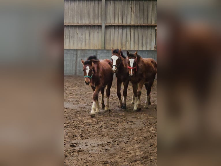 Freiberger Stallion 1 year 15,2 hh Brown in Olst