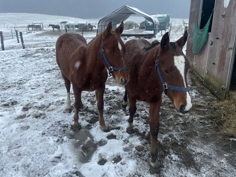 Freiberger Stallion 1 year 15,2 hh Chestnut-Red in Tannheim