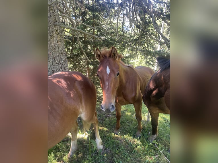 Freiberger Stallion 1 year 15,2 hh Chestnut-Red in Tannheim