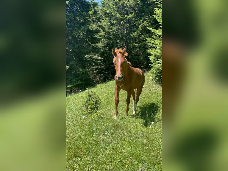 Freiberger Stallion 1 year 15,2 hh Chestnut-Red in Tannheim