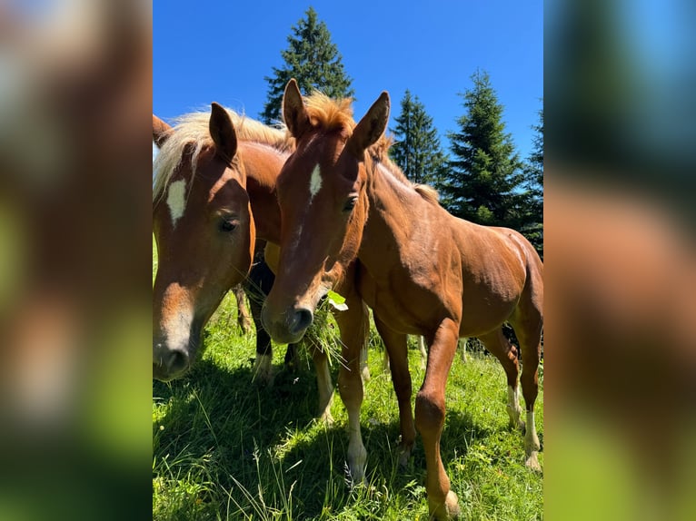 Freiberger Stallion 1 year 15,2 hh Chestnut-Red in Tannheim