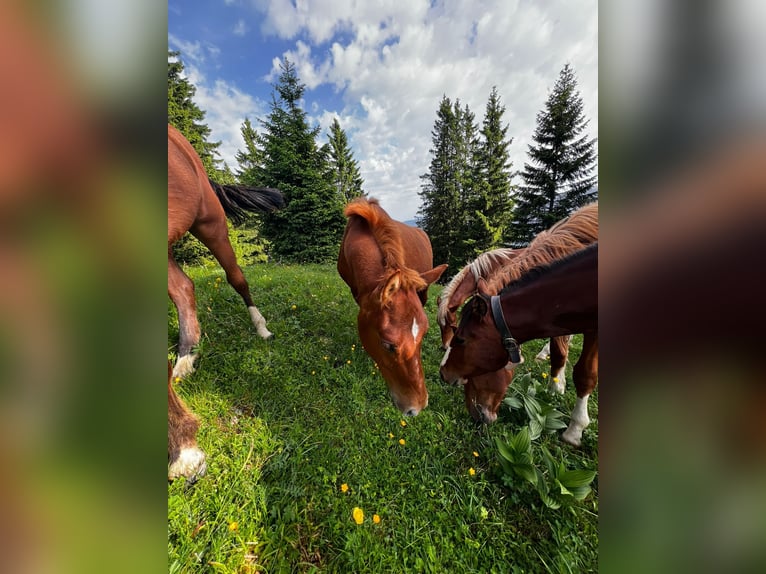 Freiberger Stallion 1 year 15,2 hh Chestnut-Red in Tannheim