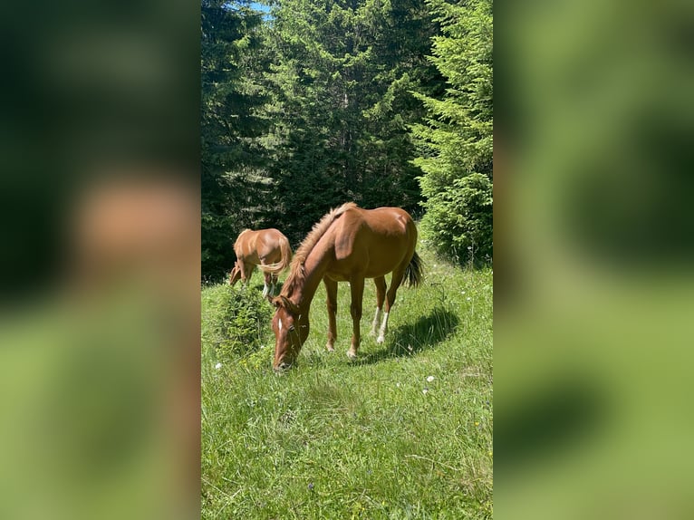 Freiberger Stallion 1 year 15,2 hh Chestnut-Red in Tannheim