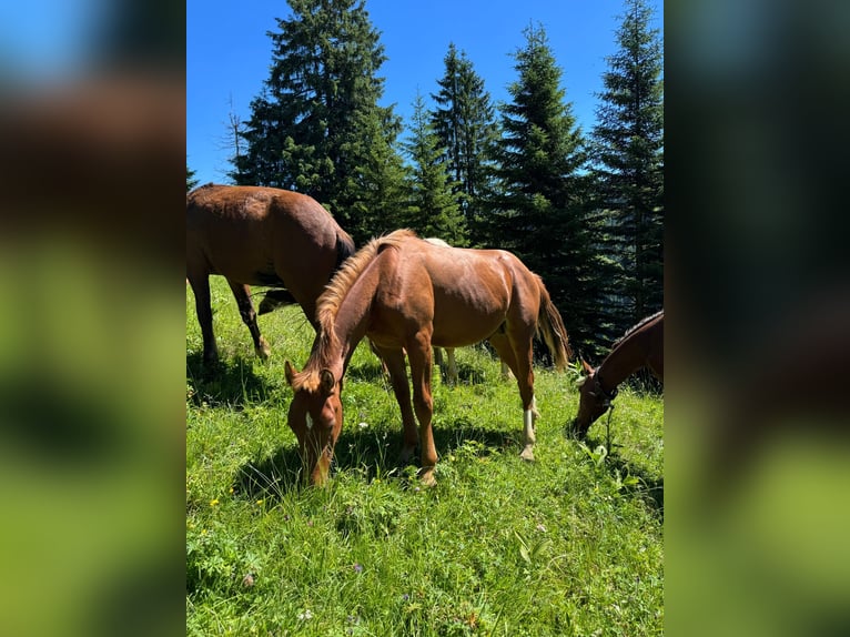 Freiberger Stallion 1 year 15,2 hh Chestnut-Red in Tannheim