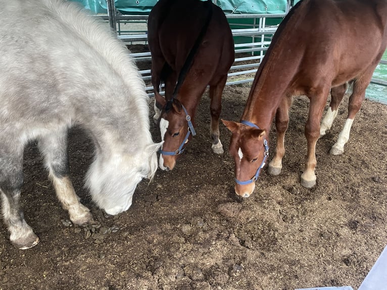 Freiberger Stallion 1 year 15,2 hh Chestnut-Red in Tannheim