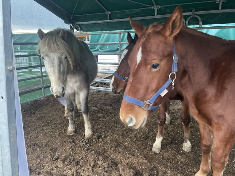 Freiberger Stallion 1 year 15,2 hh Chestnut-Red in Tannheim