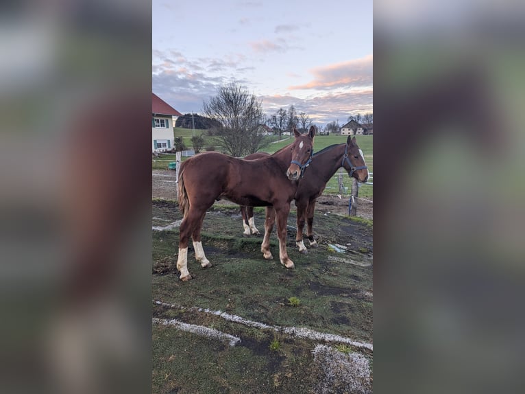 Freiberger Stallion 1 year 15,2 hh Chestnut-Red in Tannheim