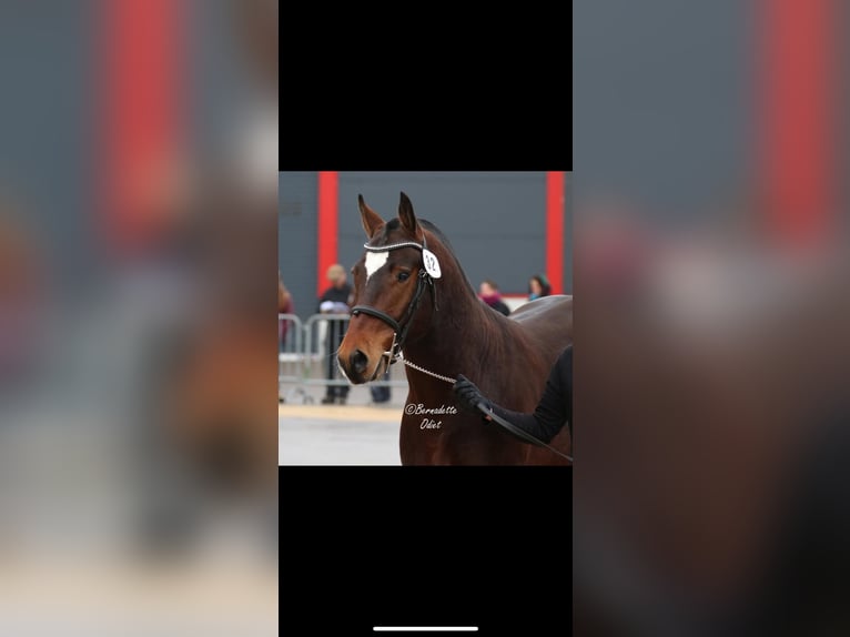 Freiberger Stallion 1 year 16 hh Brown in Vilshofen