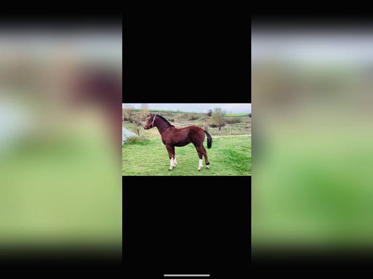 Freiberger Stallion 1 year 16 hh Brown in Vilshofen