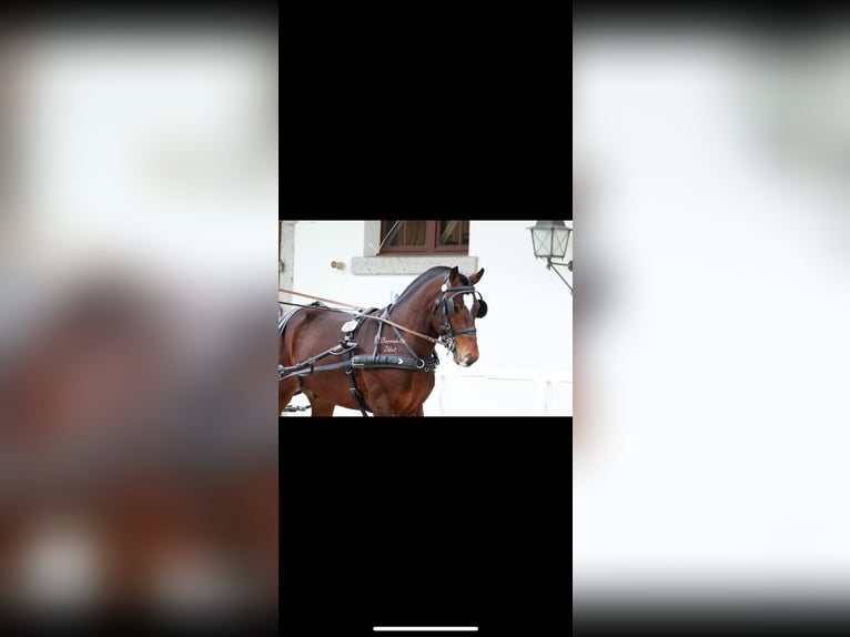 Freiberger Stallion 1 year 16 hh Brown in Vilshofen